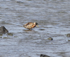 Anas platyrhynchos × zonorhyncha