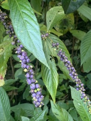 Gonzalagunia hirsuta