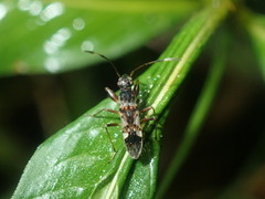 Gyndes