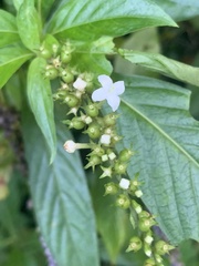 Gonzalagunia hirsuta