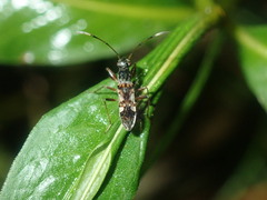 Gyndes