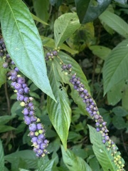 Gonzalagunia hirsuta