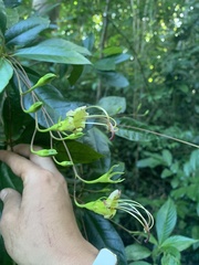 Gesneria pedunculosa