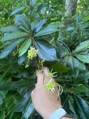 Gesneria pedunculosa
