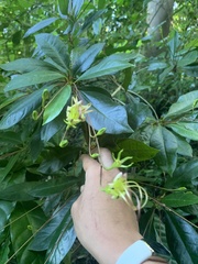 Gesneria pedunculosa