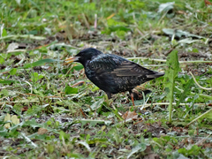 Sturnus vulgaris