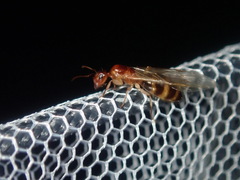 Colobopsis macrocephala