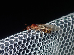 Colobopsis macrocephala