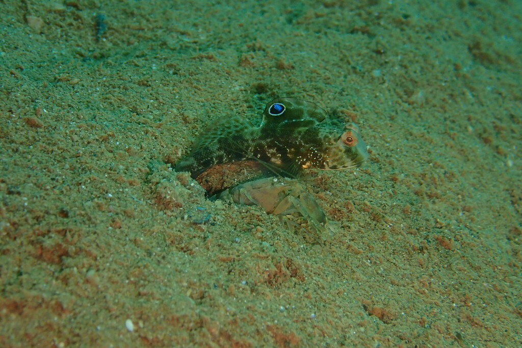 Signal Goby