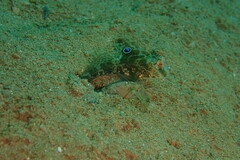 Cryptocentrus insignitus