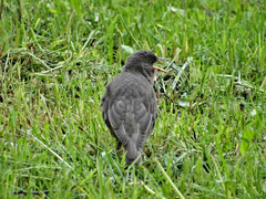 Sturnus vulgaris