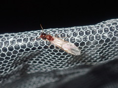 Colobopsis macrocephala