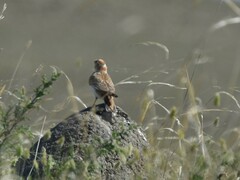 Melanocorypha mongolica