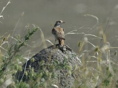 Melanocorypha mongolica