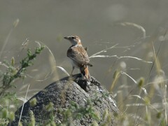 Melanocorypha mongolica