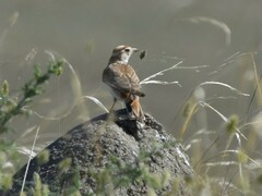 Melanocorypha mongolica