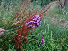 Verbena bonariensis