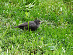 Sturnus vulgaris