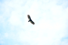 Cathartes melambrotus