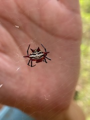 Gasteracantha sanguinolenta