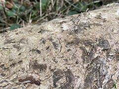 Dolichoderus thoracicus