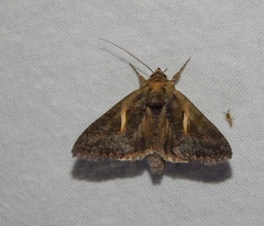 Vittaplusia vittata