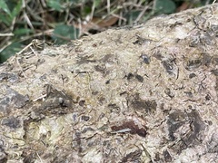 Dolichoderus thoracicus