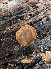 Hymenochaete rubiginosa