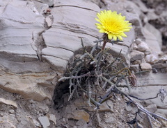 Launaea pumila