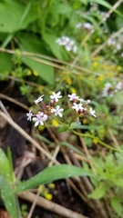 Valerianella ozarkana