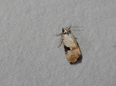 Hiccoda roseitincta