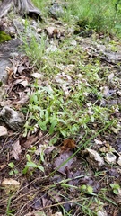 Valerianella ozarkana