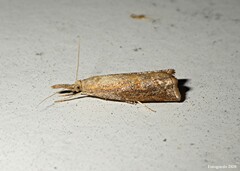 Neodactria luteolellus