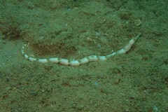 Syngnathidae