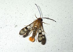 Synanthedon acerni