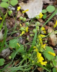 Physaria filiformis