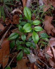 Pandorea jasminoides