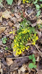 Physaria filiformis