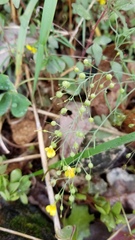 Physaria filiformis
