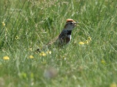 Melanocorypha mongolica