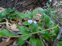 Myosotis