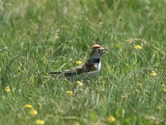 Melanocorypha mongolica