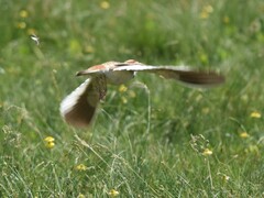 Melanocorypha mongolica