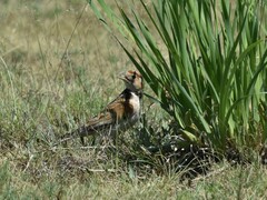 Melanocorypha mongolica
