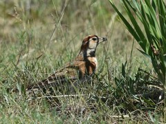 Melanocorypha mongolica