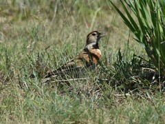 Melanocorypha mongolica