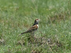 Melanocorypha mongolica