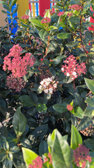 Viburnum tinus