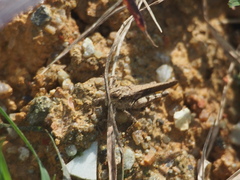 Trilophidia annulata