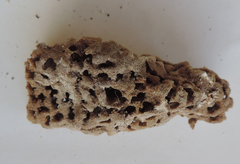 Amphimedon compressa